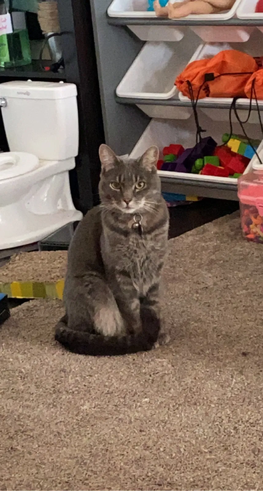 Lost cat in Plantersville, TX, 77363