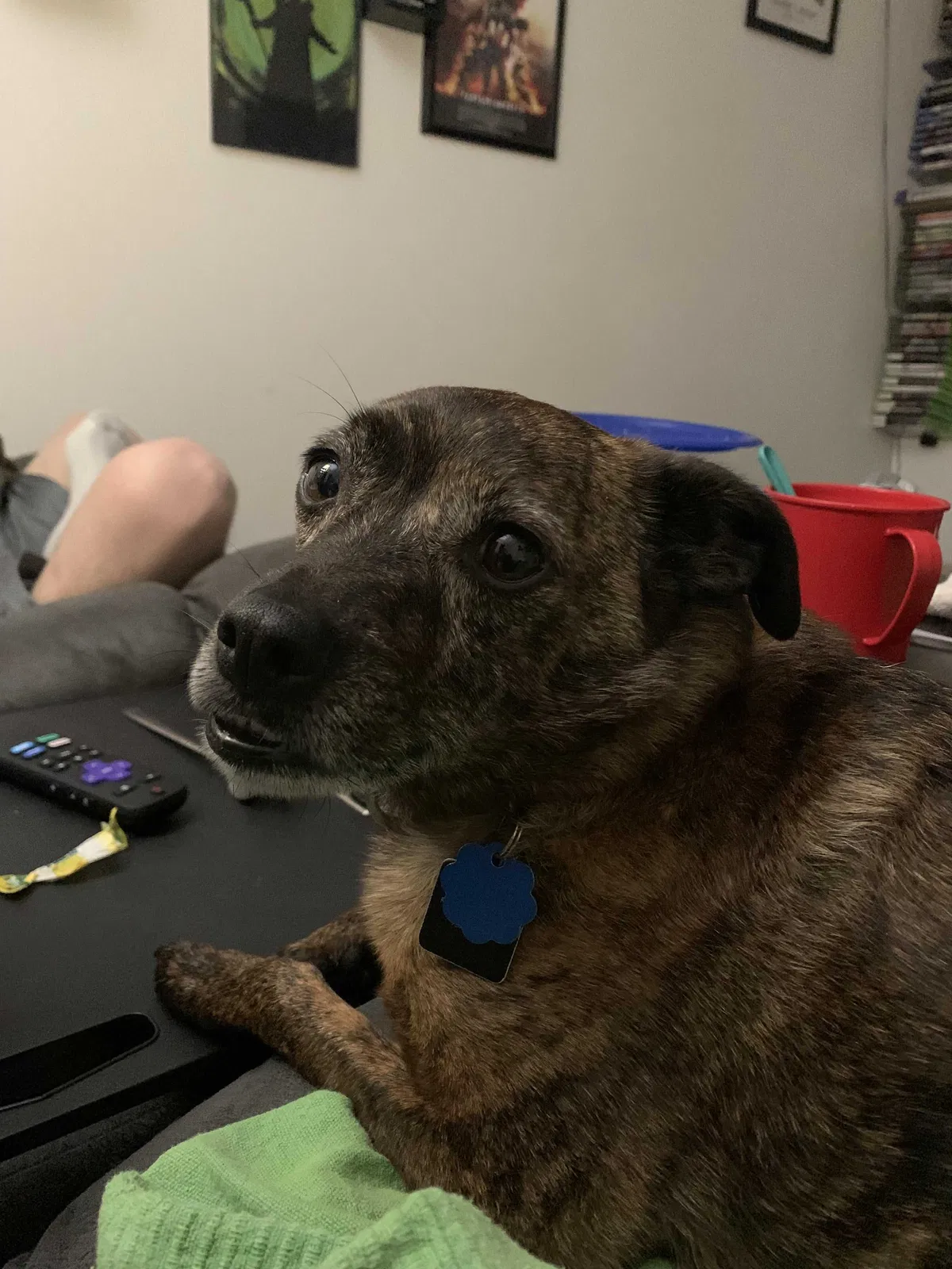 Lost dog in Birmingham, AL, 35235
