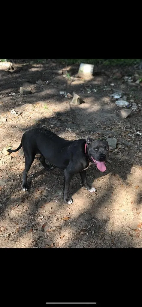 Lost dog in Conroe, TX, 77301