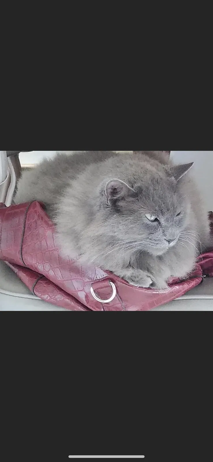 Lost cat in Maryville, TN, 37803