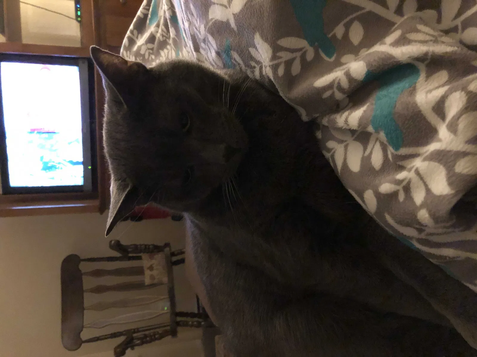 Lost cat in Atlanta, GA, 30342