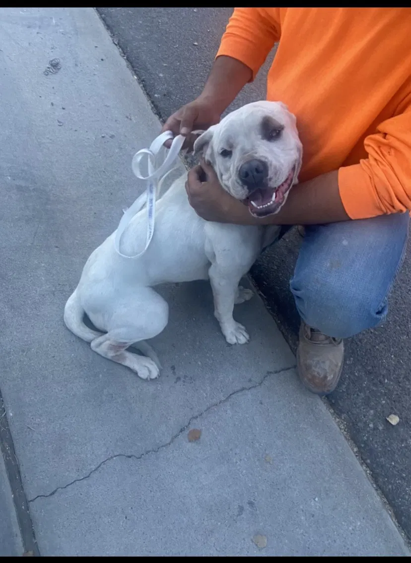 Found dog in San Tan Valley, AZ, 85140