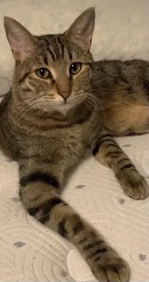 Lost cat in Arvada, CO, 80007