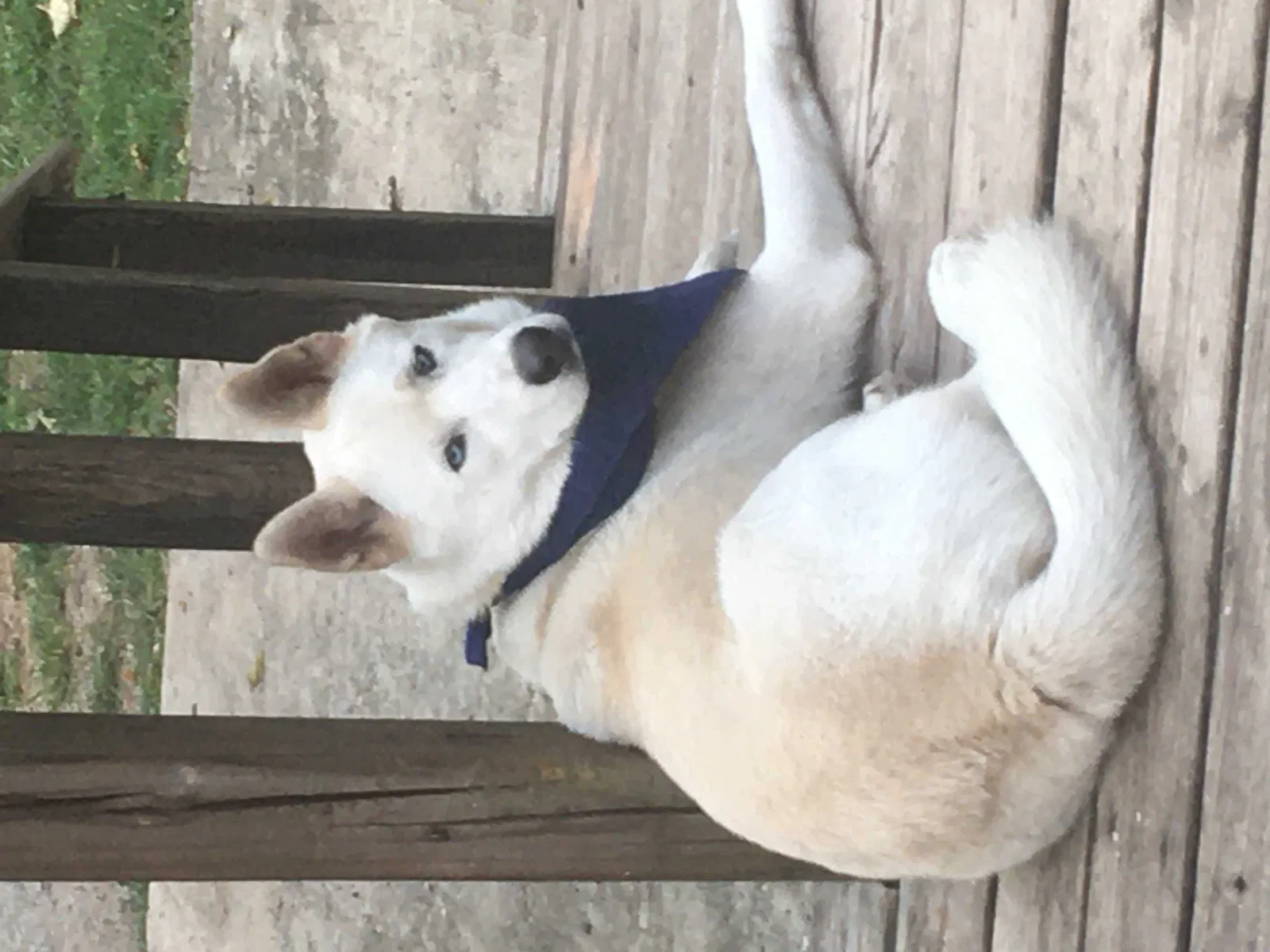 Lost dog in Oklahoma City, OK, 73106