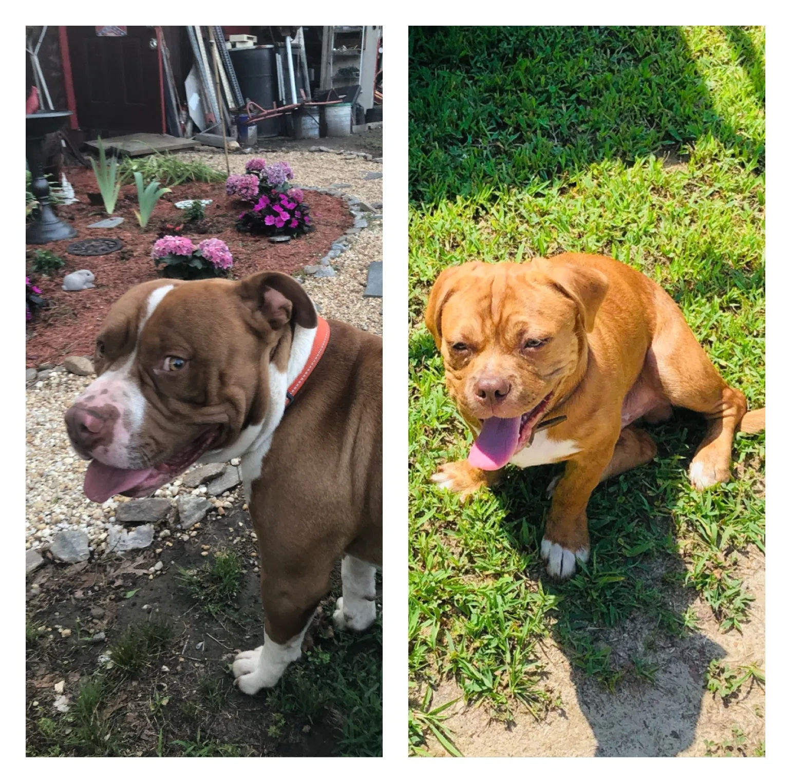 Lost dog in Charlotte Court House, VA, 23923