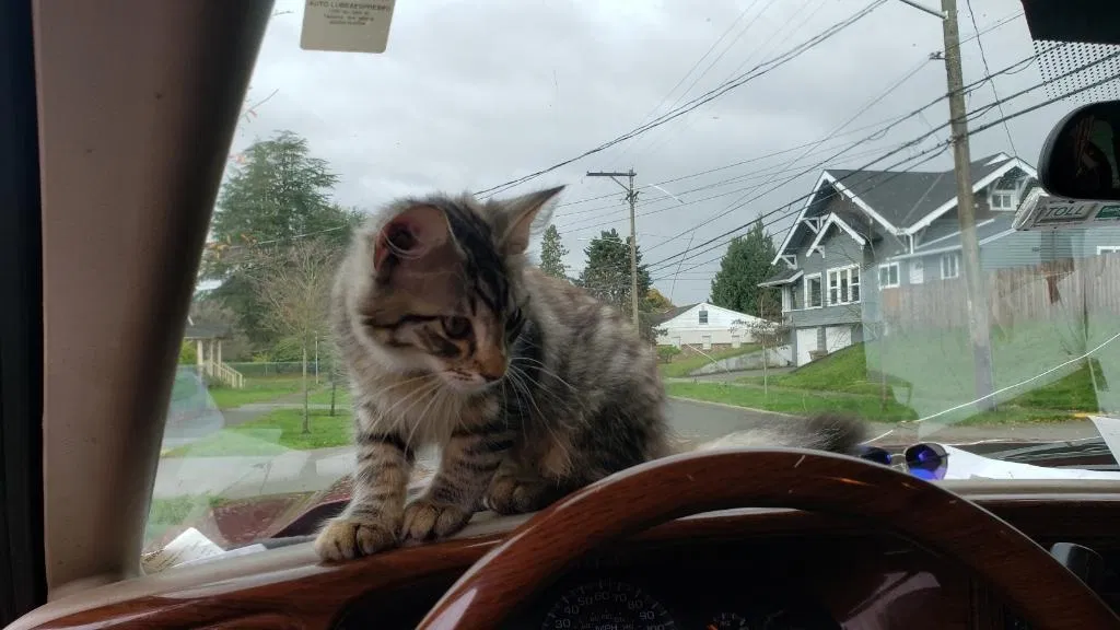 Lost cat in Tacoma, WA, 98418