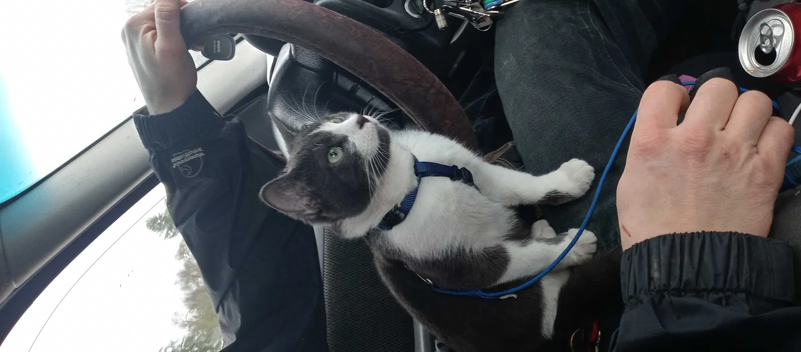Lost cat in Salem, OR, 97303