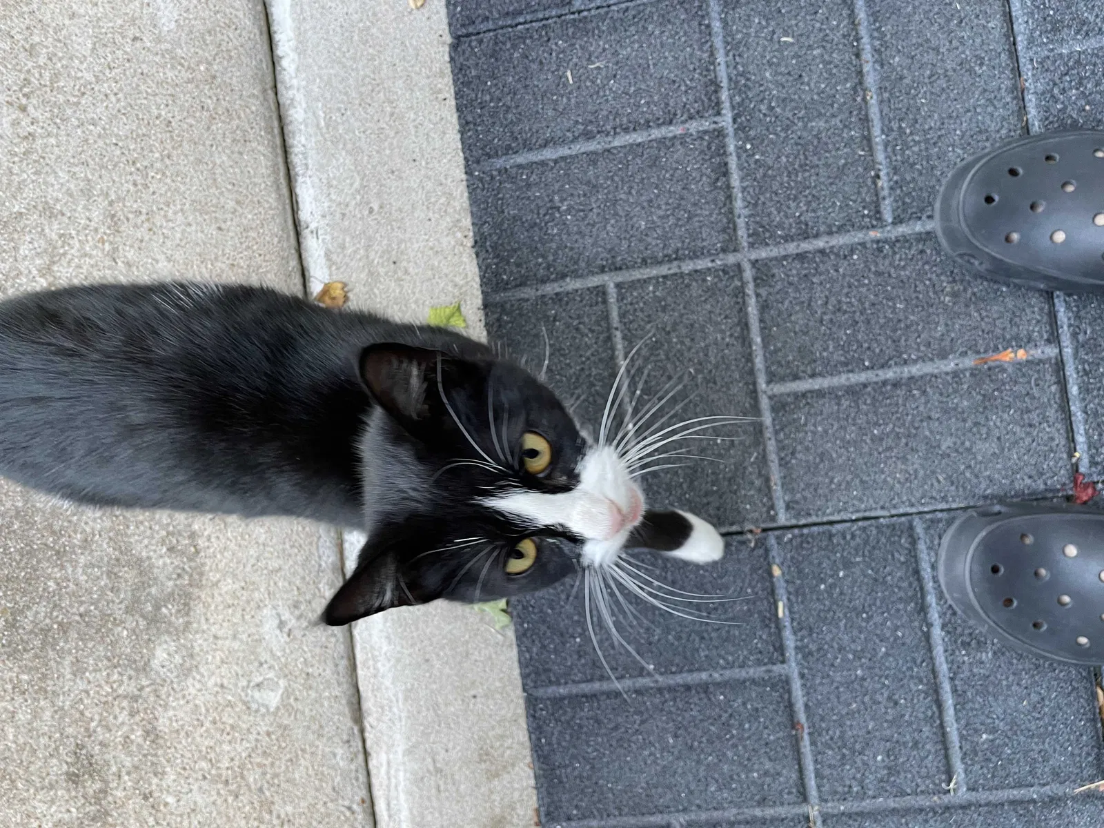Found cat in Missouri City, TX, 77459