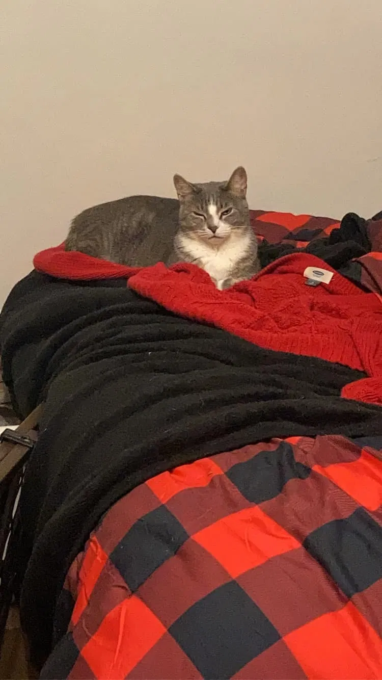 Lost cat in Paris, KY, 40361