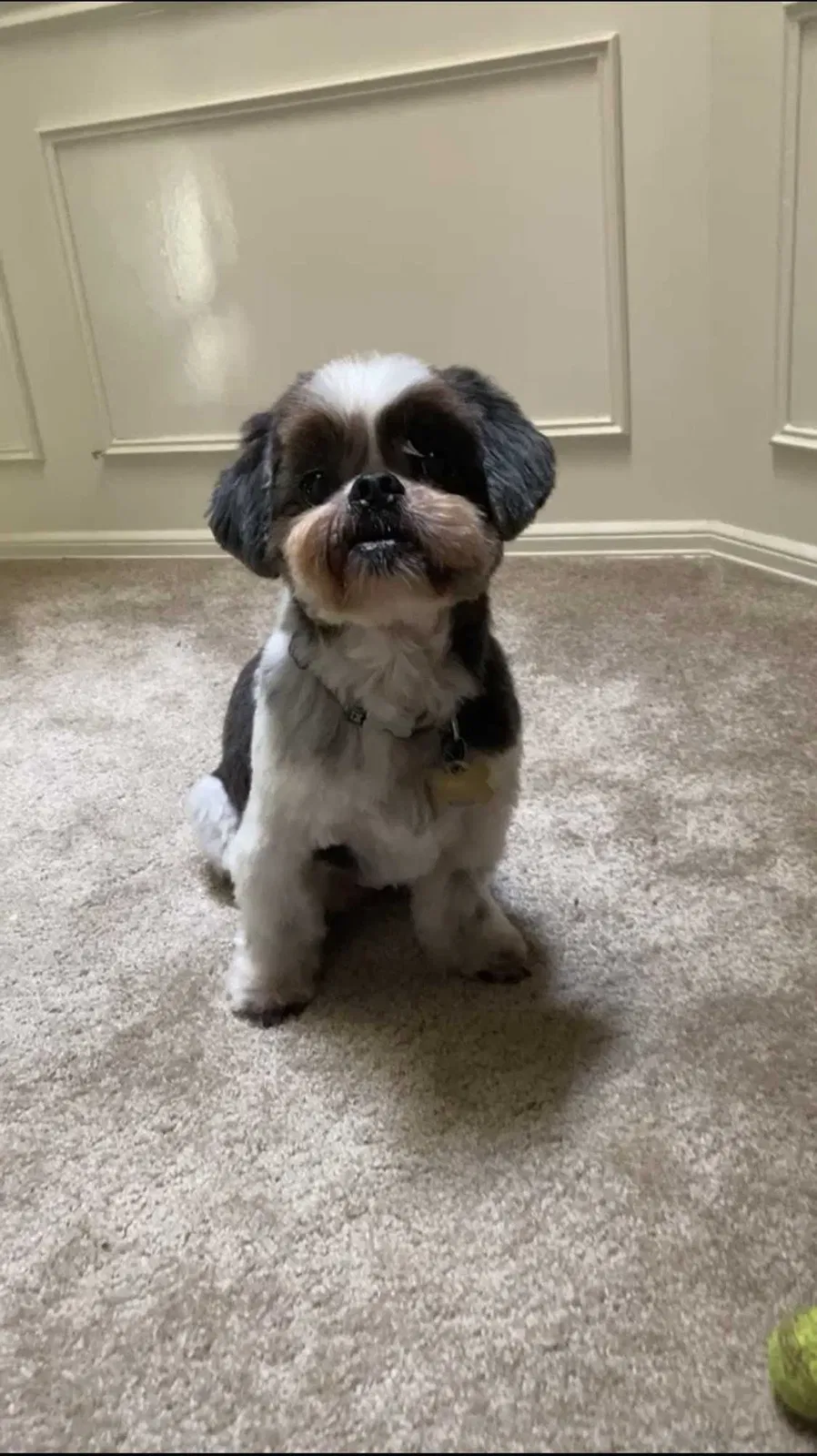 Lost dog in Redmond, WA, 98053