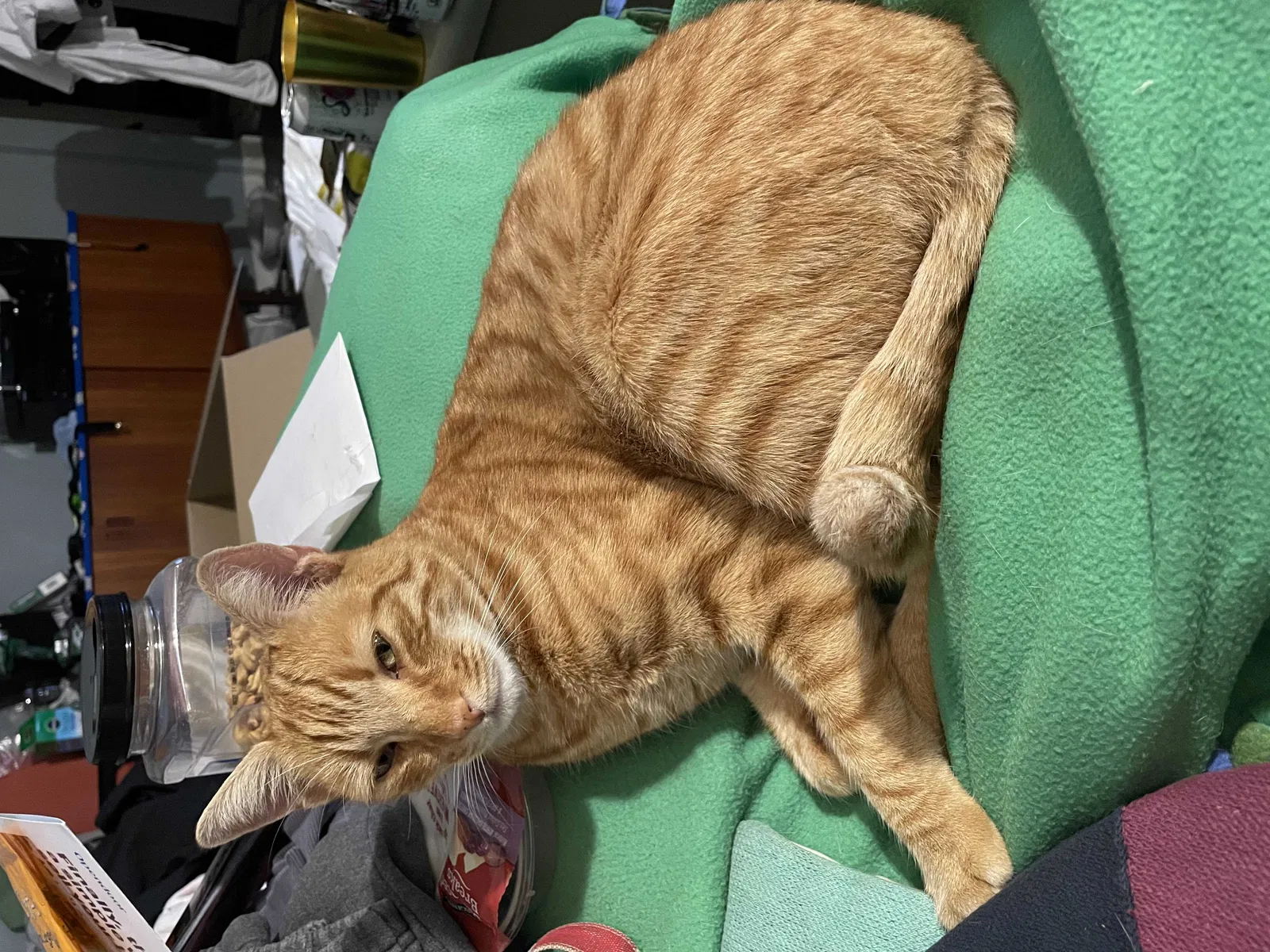 Lost cat in Burbank, CA, 91505