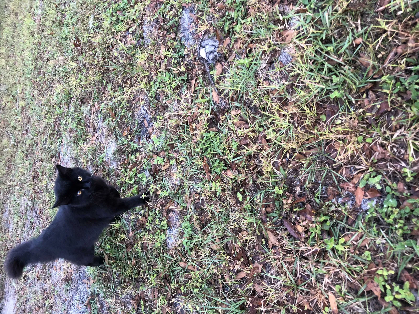 Lost cat in Melrose, FL, 32666