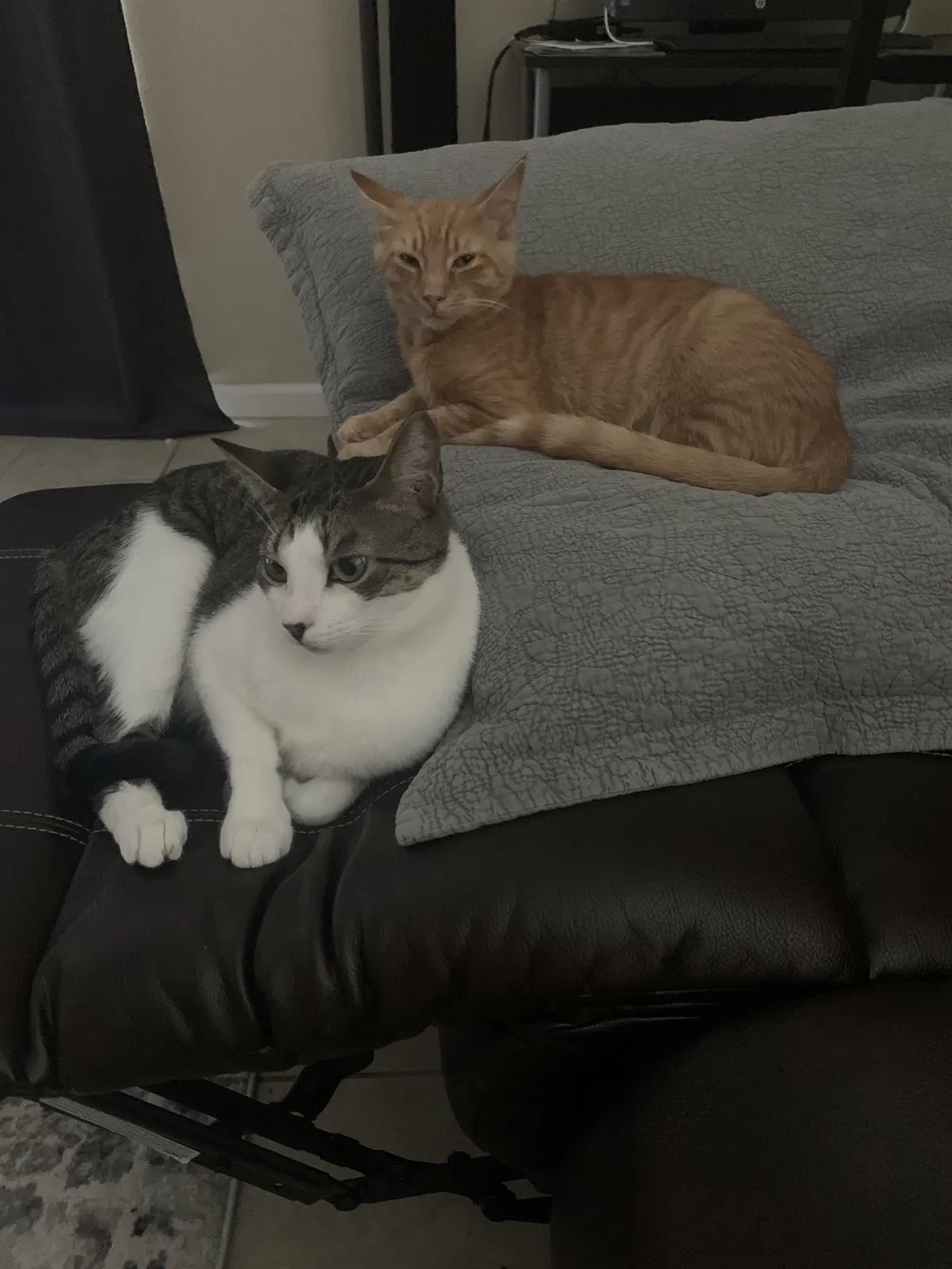 Lost cat in Jacksonville, FL, 32277