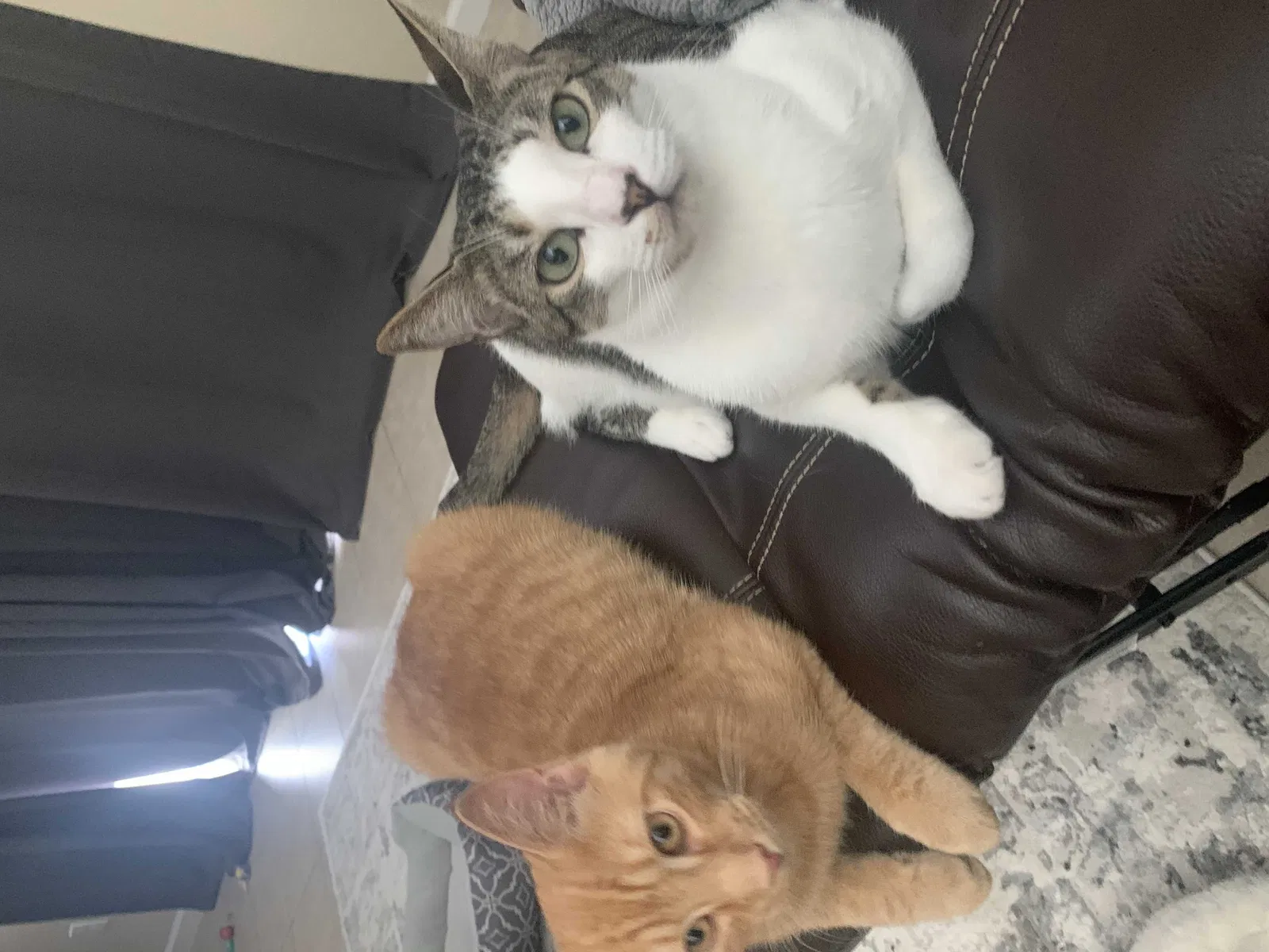 Lost cat in Jacksonville, FL, 32277