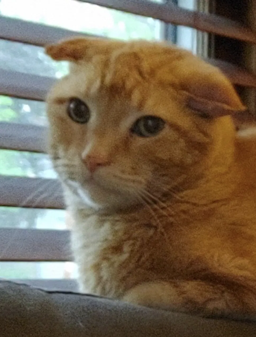 Lost cat in Green Bay, WI, 54301