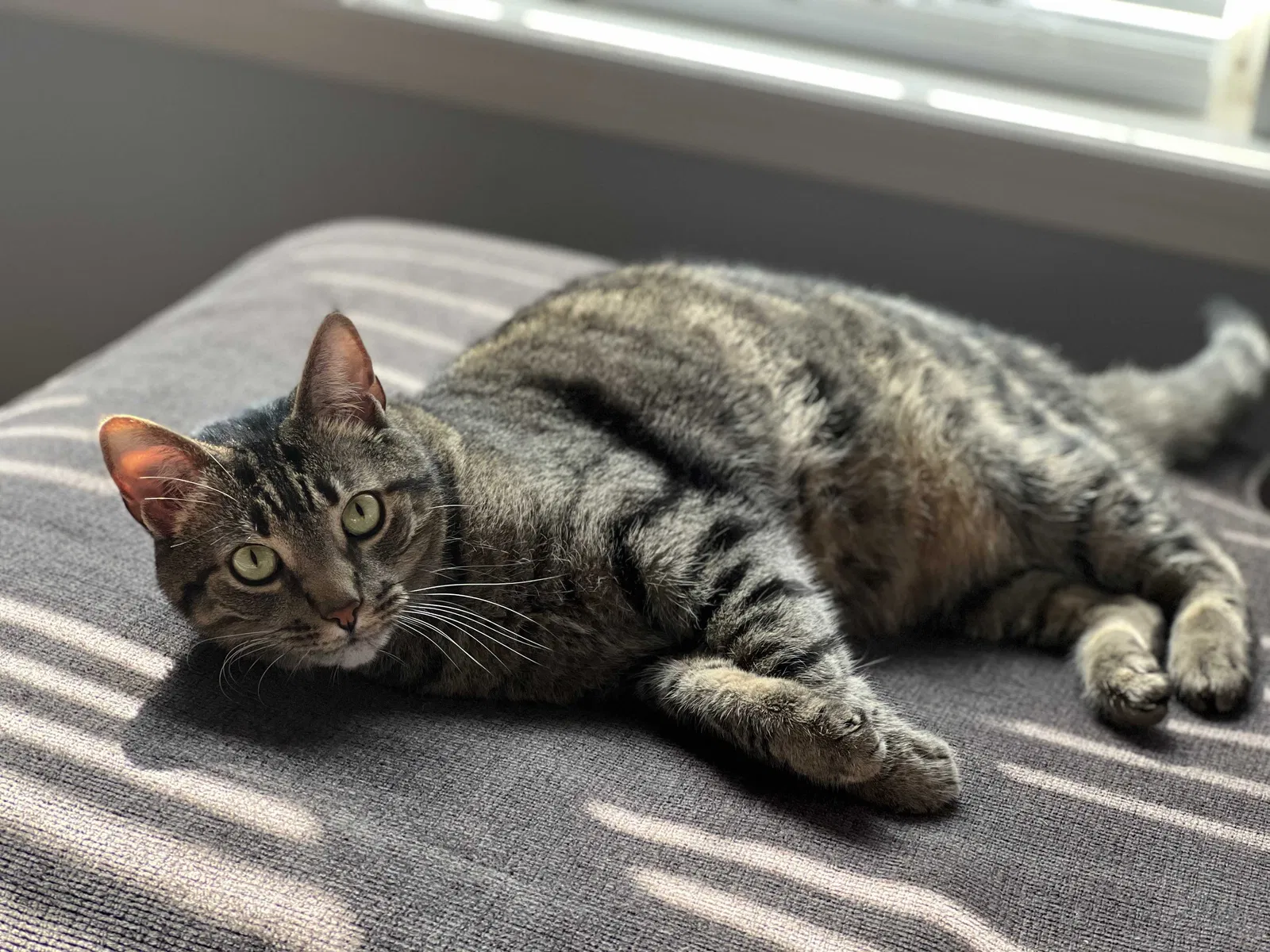 Lost cat in La Vergne, TN, 37086