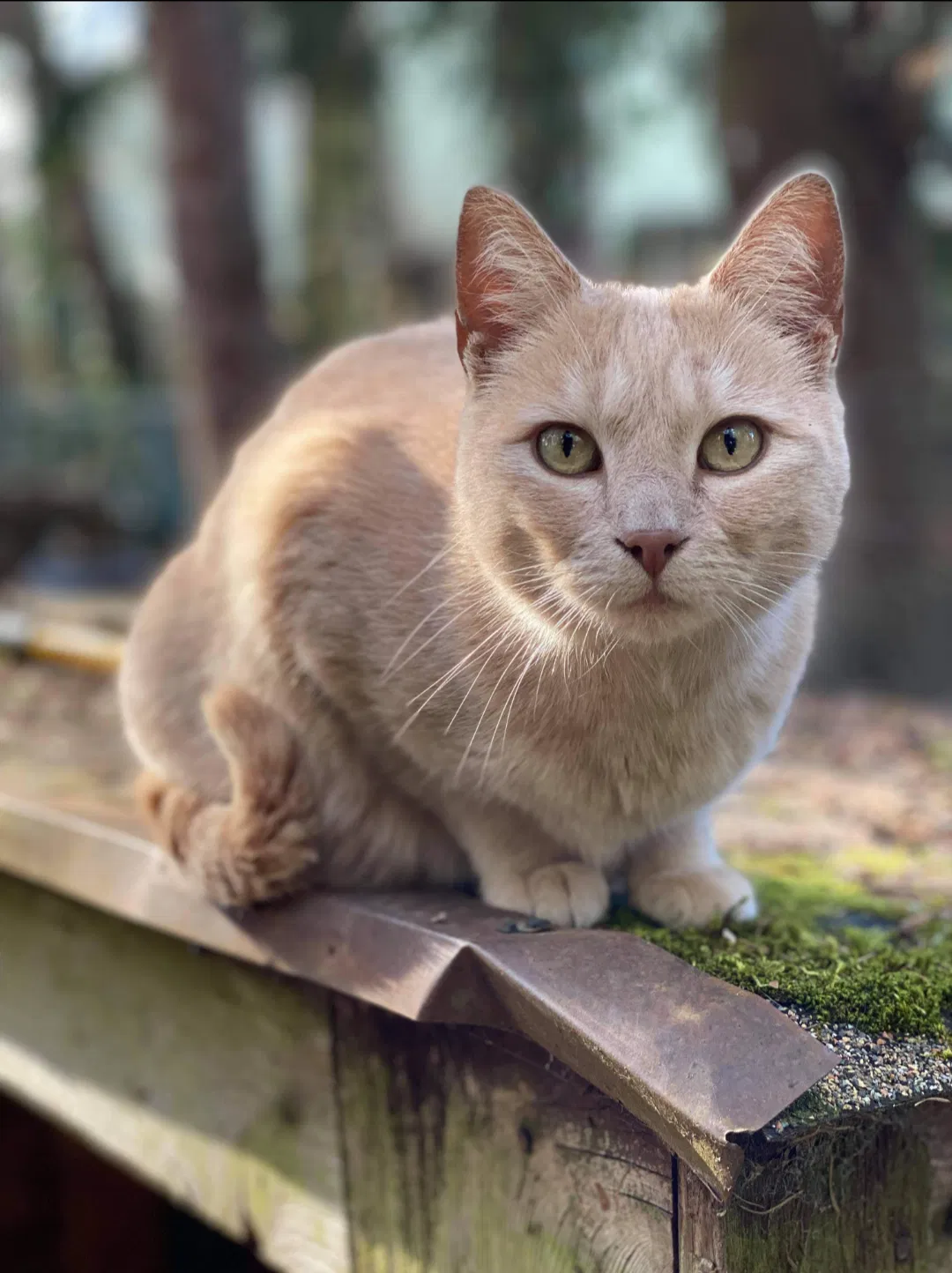 Lost cat in Portland, OR, 97236