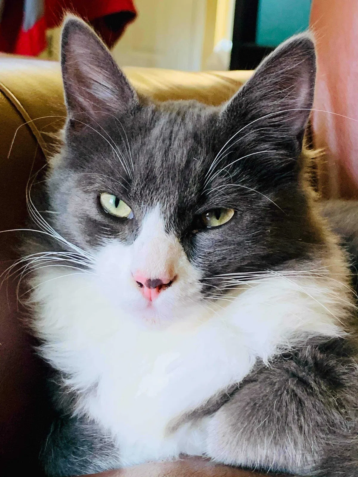 Lost cat in Saint Johns, FL, 32259
