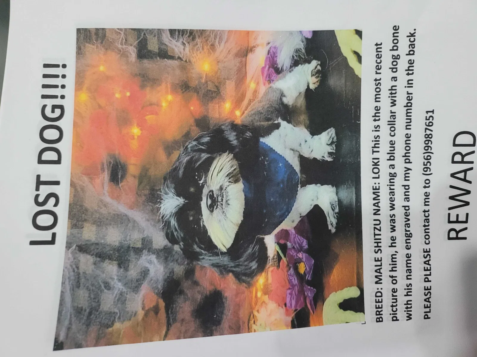 Lost dog in Weslaco, TX, 78596