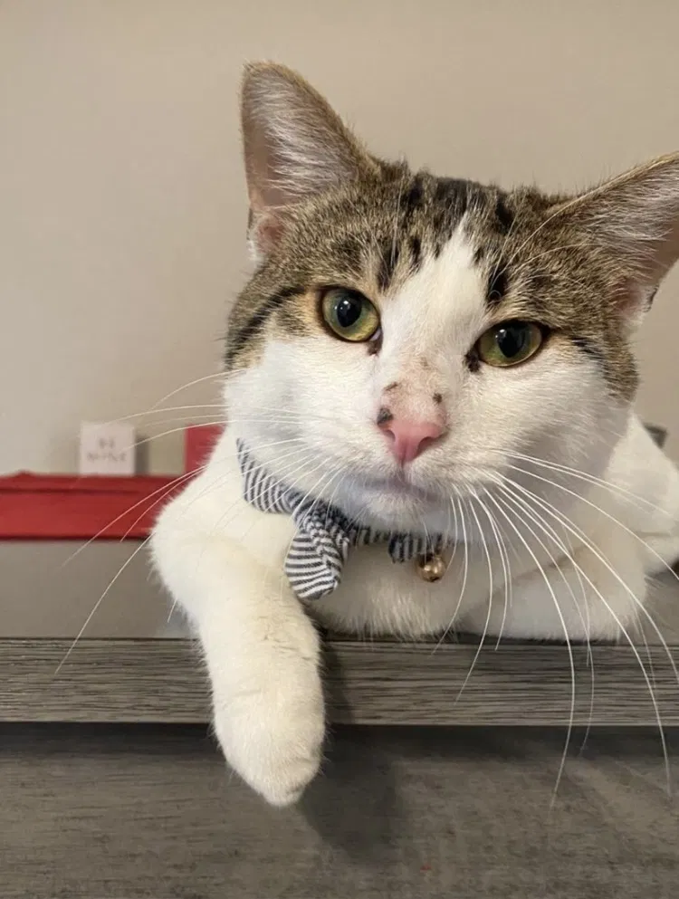 Lost cat in Lake Elsinore, CA, 92532