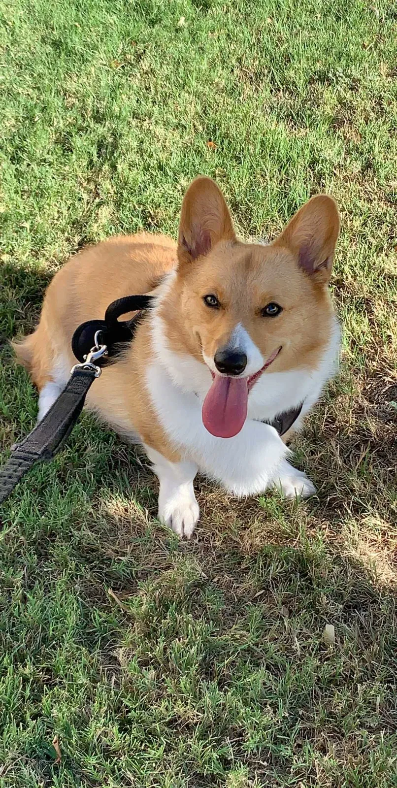 Lost dog in Dallas, TX, 75287