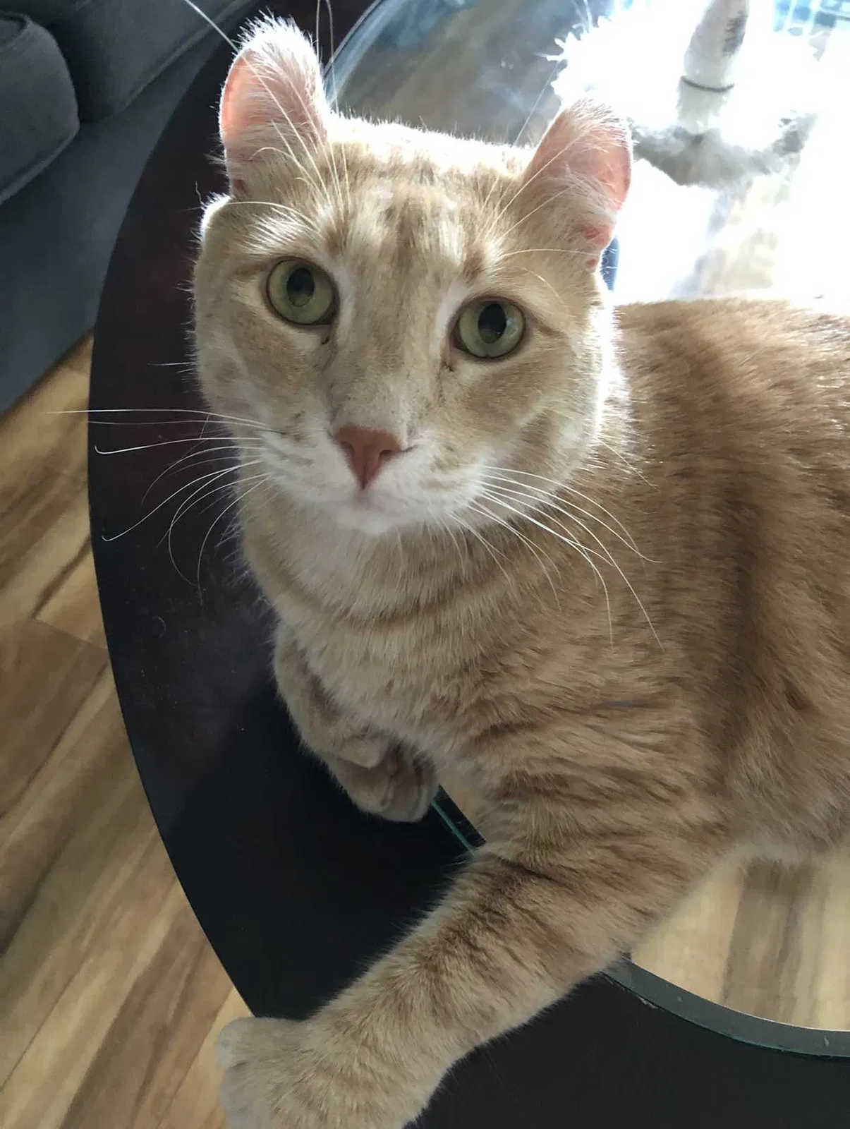 Lost cat in Costa Mesa, CA, 92627