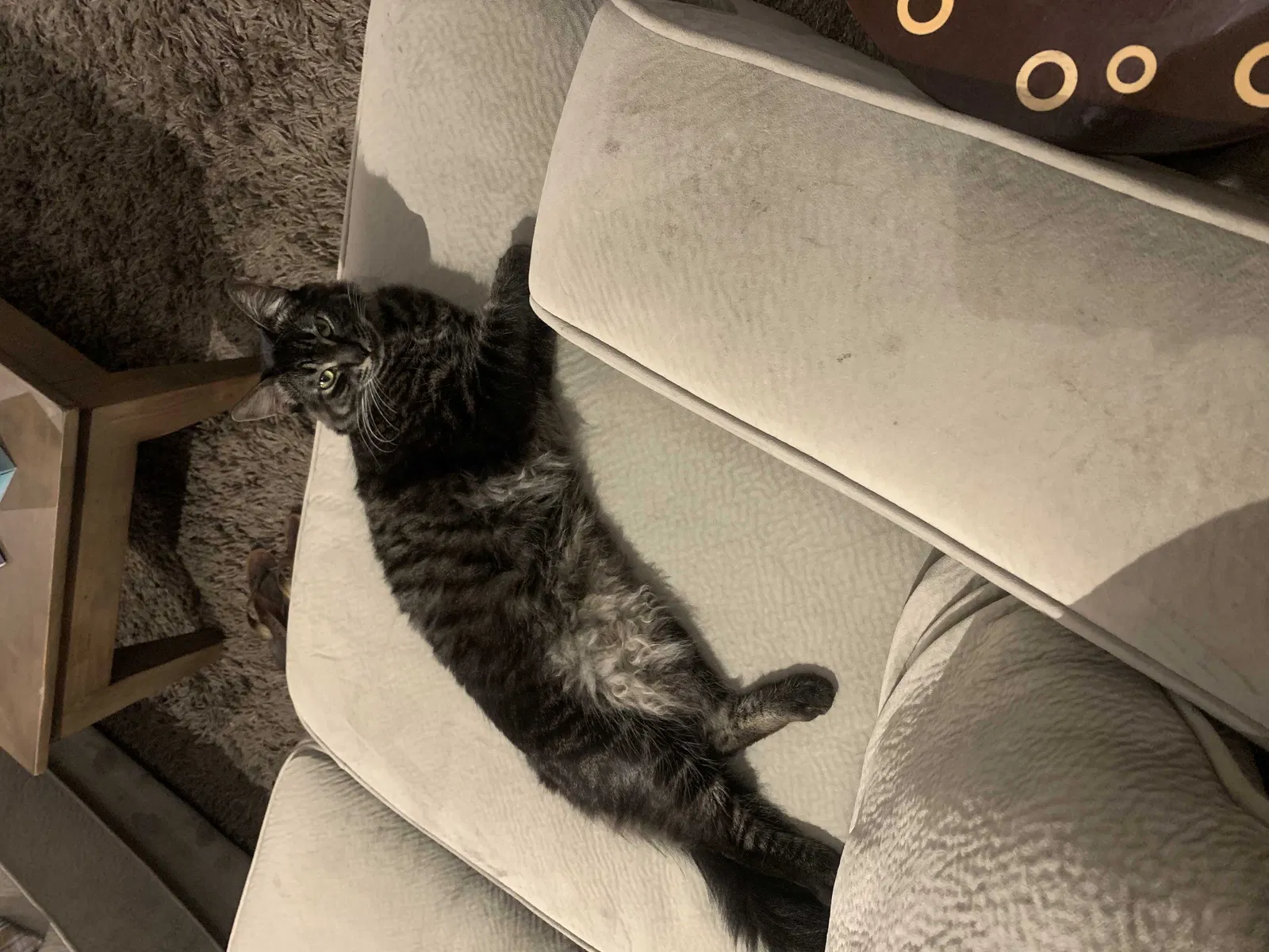 Lost cat in Lake Forest, CA, 92630