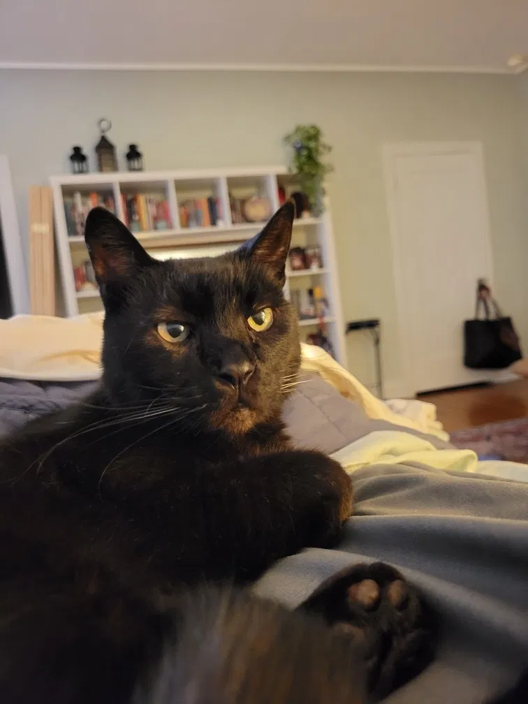 Lost cat in Los Angeles, CA, 90004