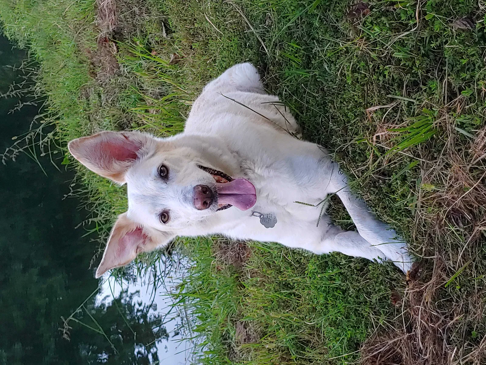 Lost dog in Alexandria, KY, 41001