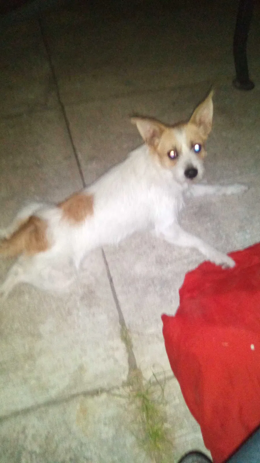 Lost dog in Weslaco, TX, 78596