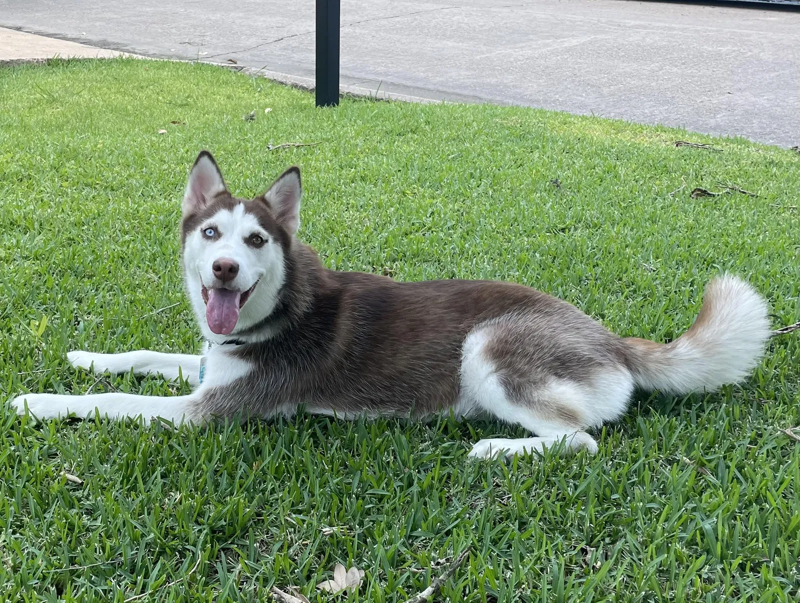 Lost dog in Houston, TX, 77036