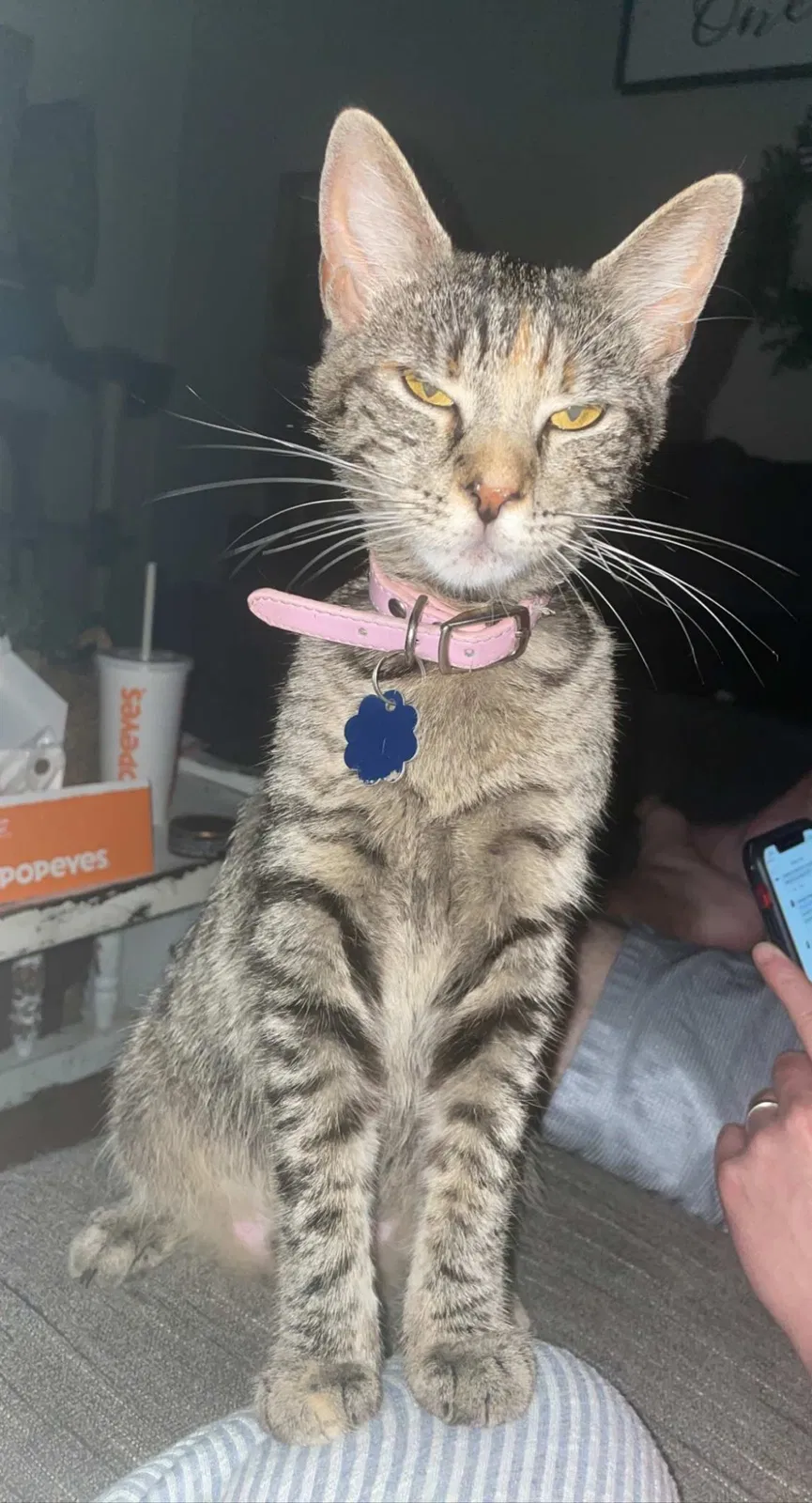 Lost cat in Duson, LA, 70529