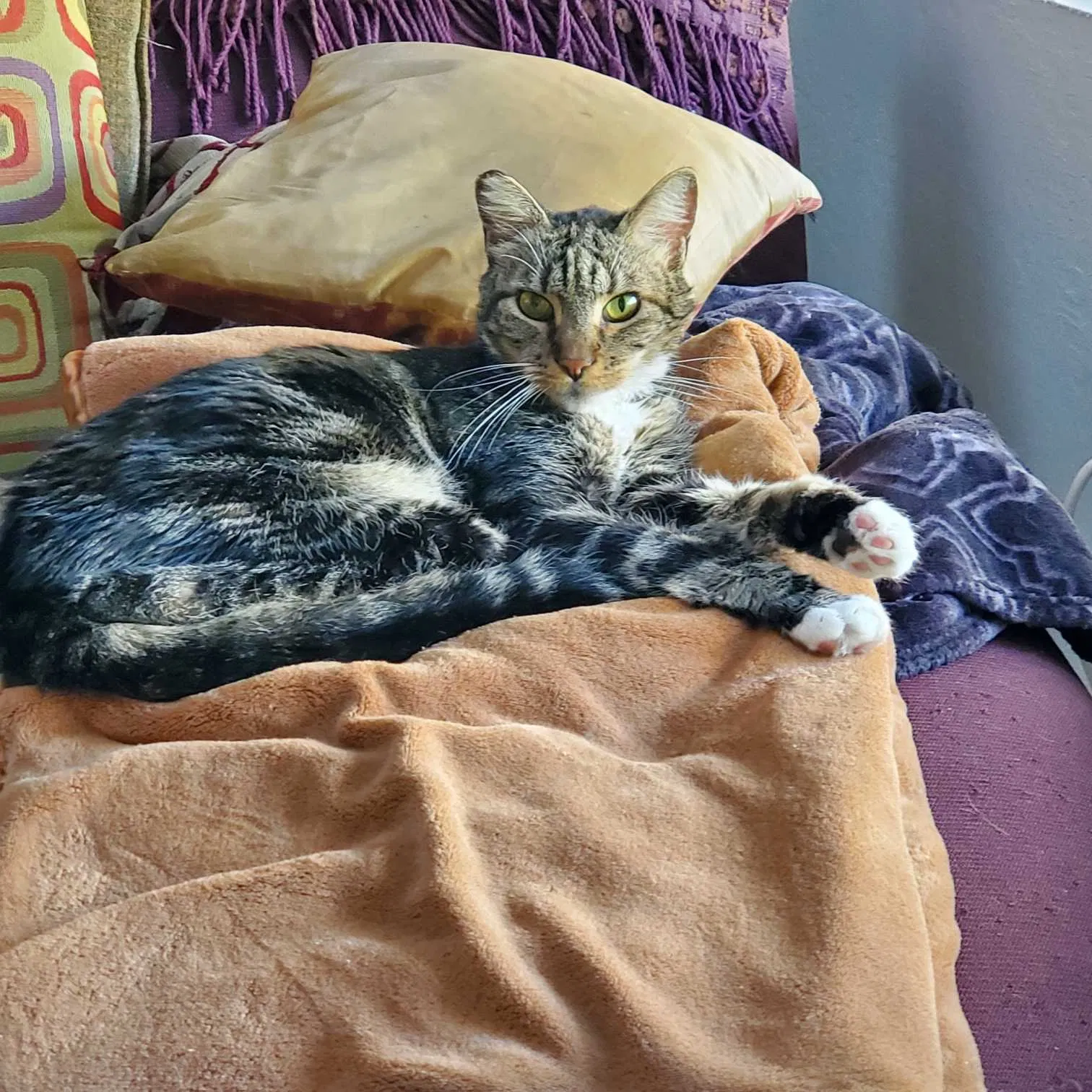 Lost cat in Santa Clara, CA, 95055