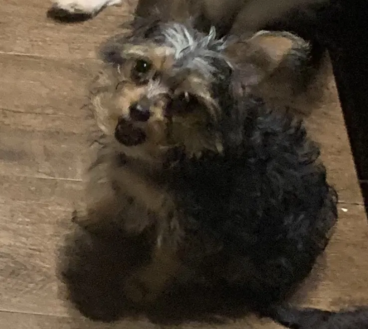 Lost dog in Miami, FL, 33136