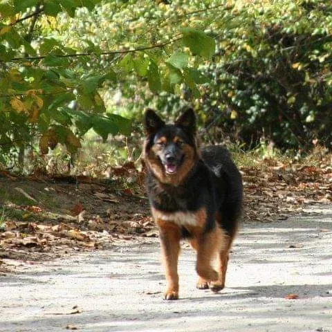 Lost dog in North Augusta, SC, 29841