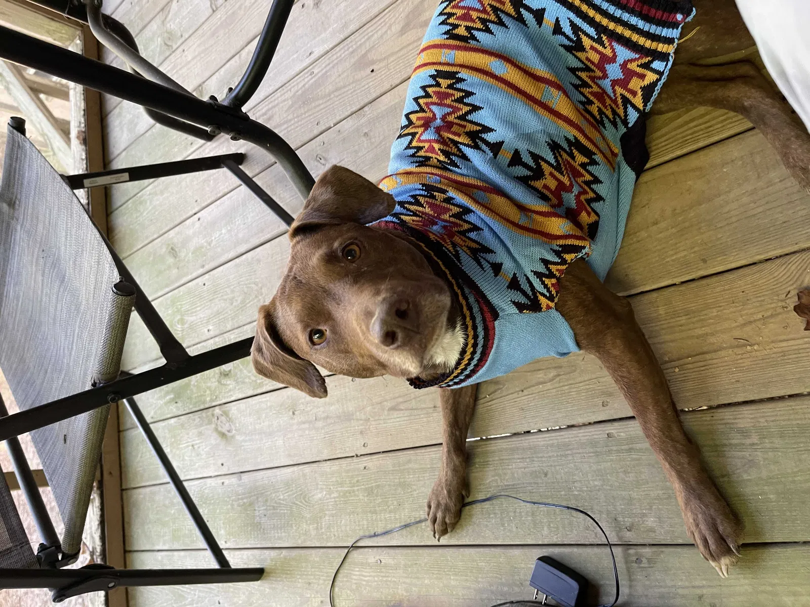 Lost dog in Brooksville, FL, 34601