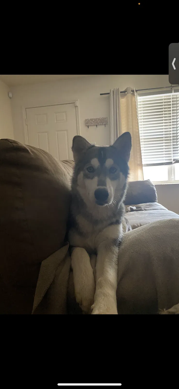 Lost dog in Grand Prairie, TX, 75052