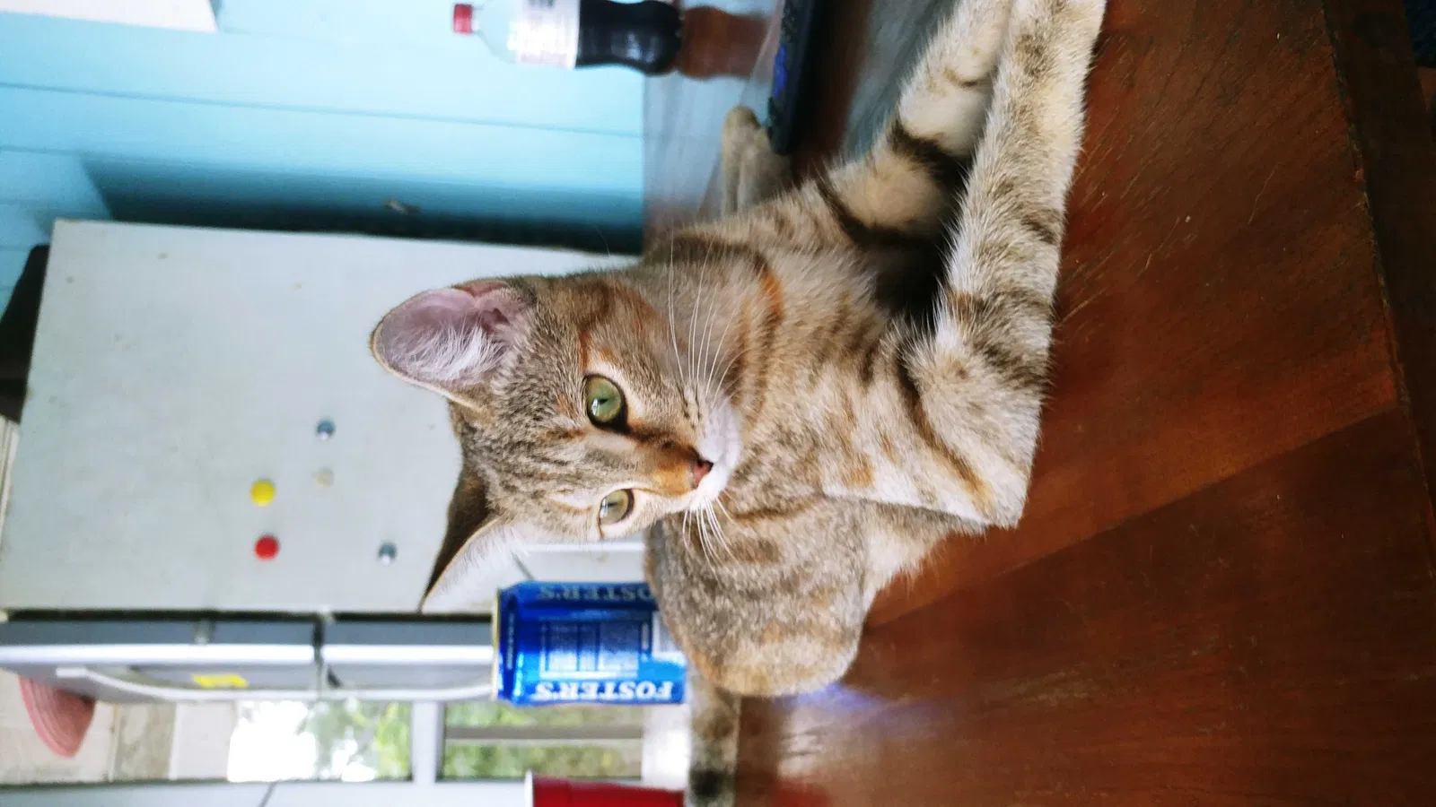 Lost cat in Bokeelia, FL, 33922