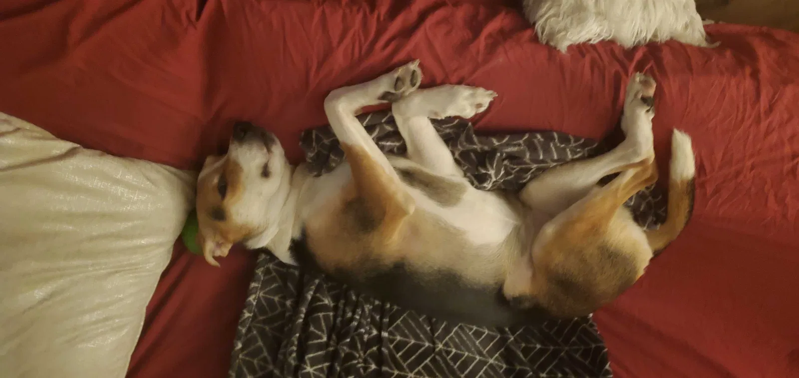 Lost dog in Little Rock, AR, 72209