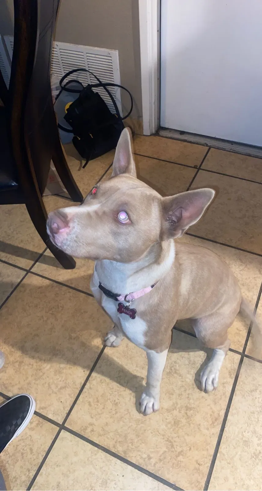 Lost dog in Fontana, CA, 92337