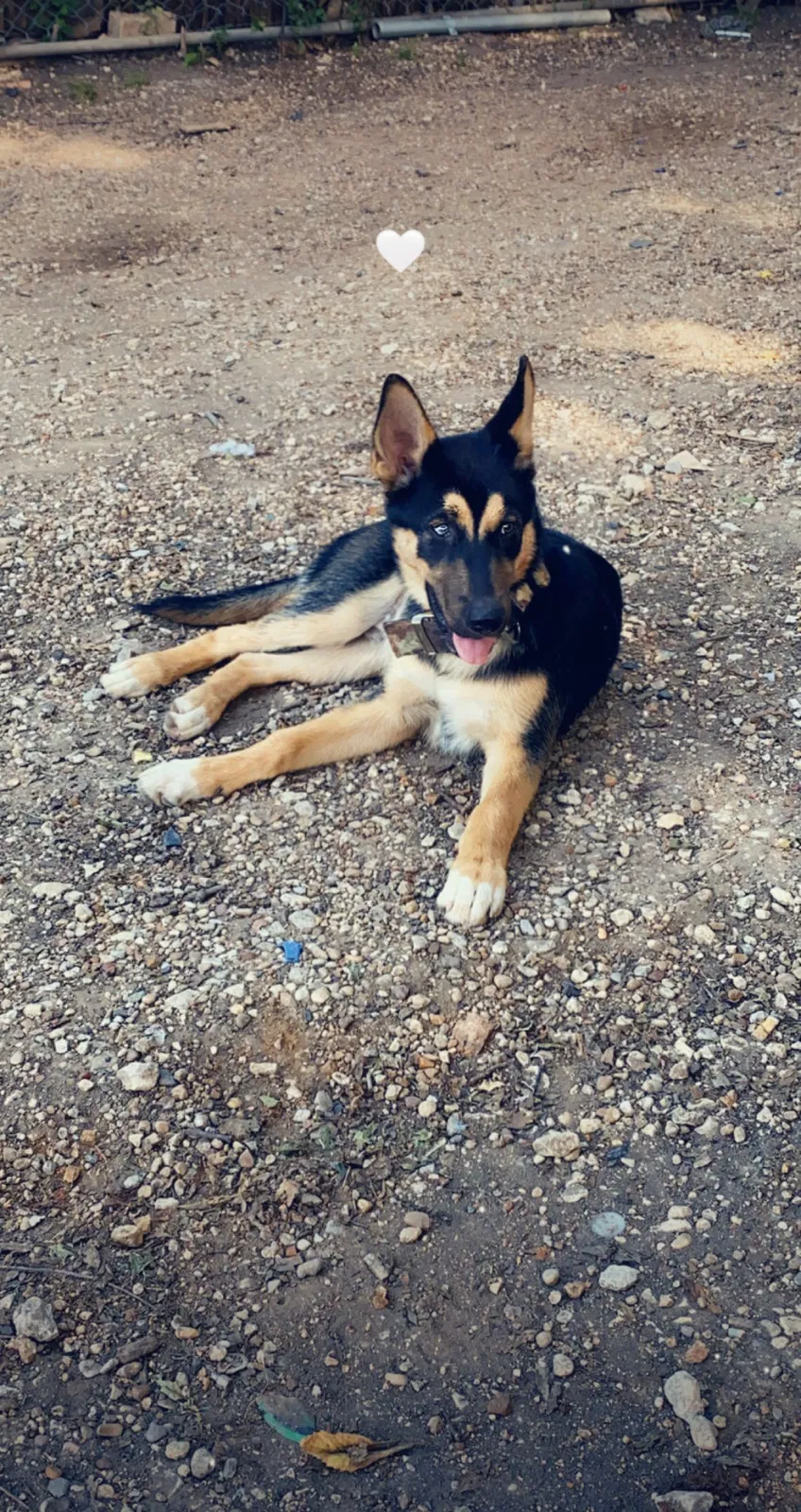 Lost dog in Fort Worth, TX, 76105