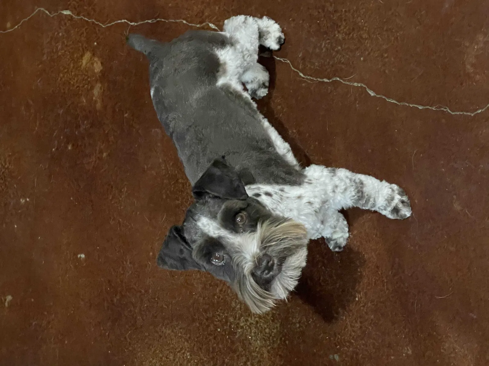 Lost dog in Briggs, TX, 78608