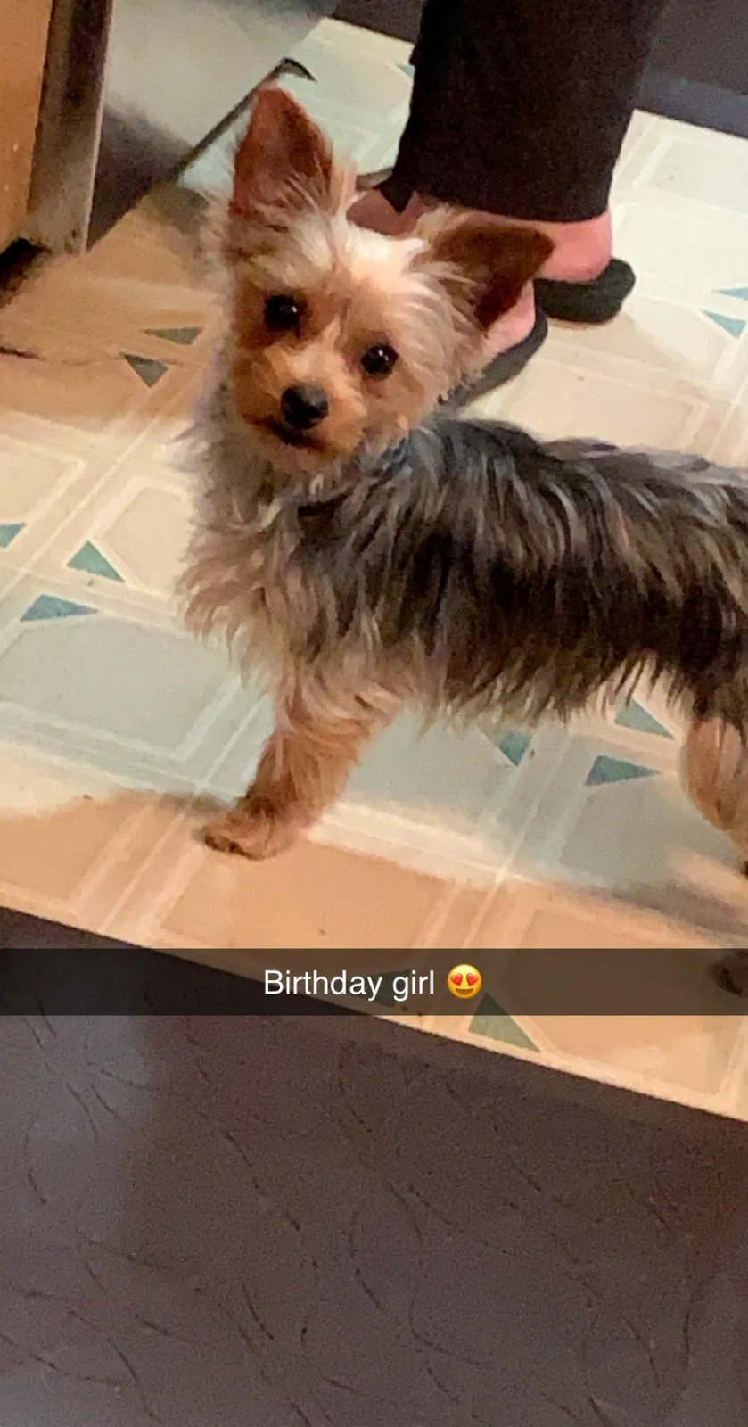 Lost dog in Plymouth, CA, 95669