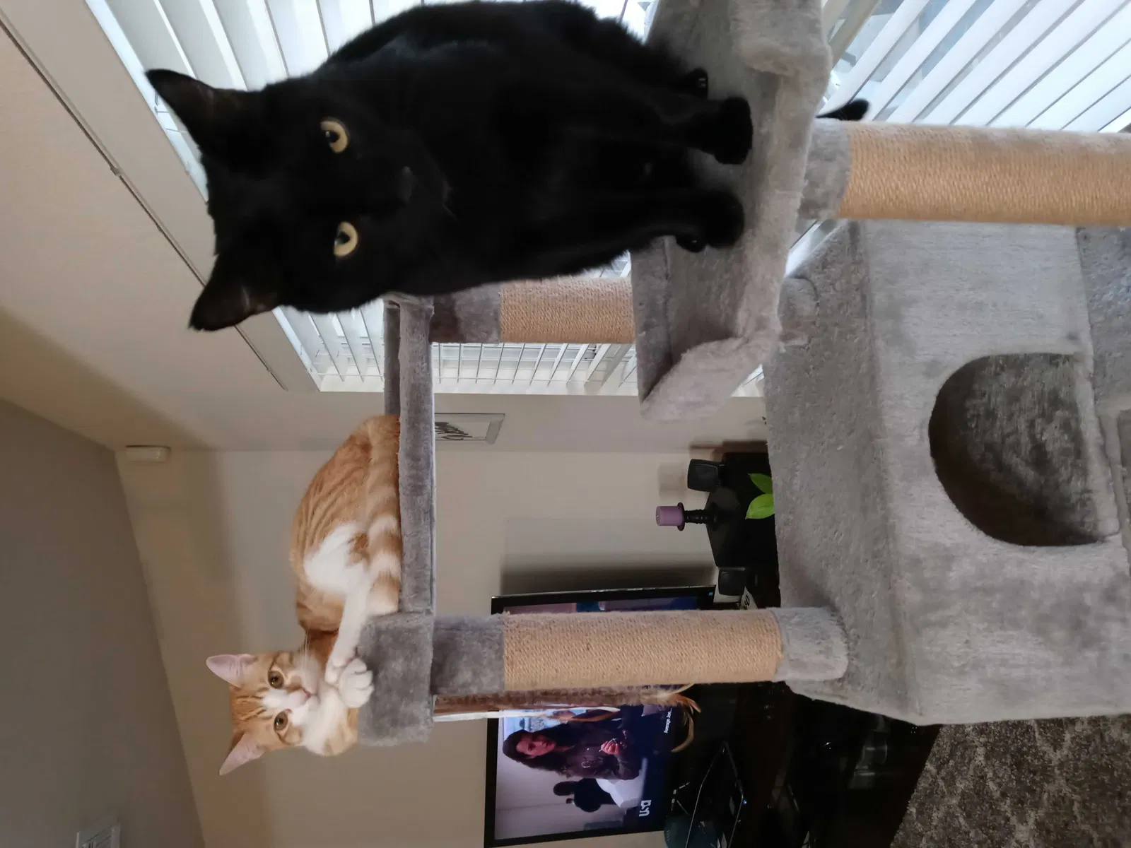 Lost cat in Schertz, TX, 78154