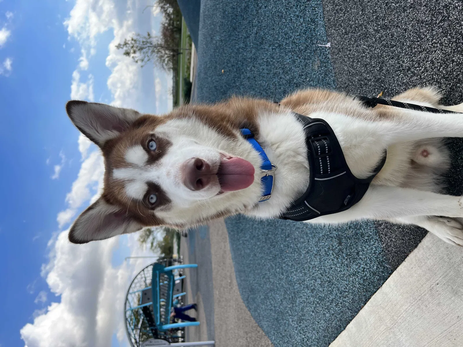 Lost dog in Indianapolis, IN, 46226