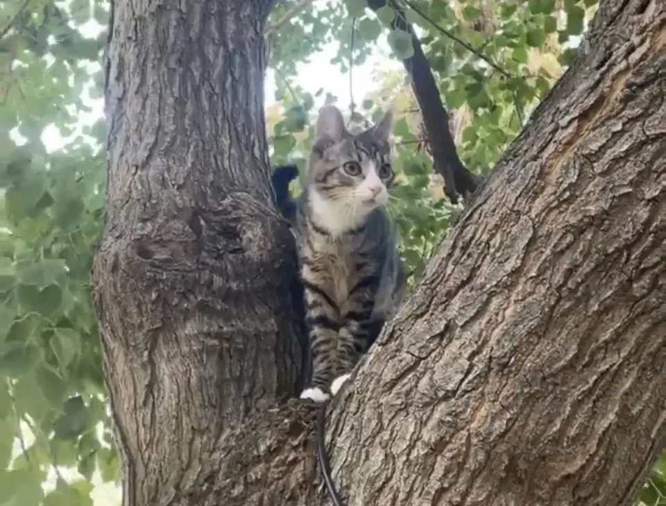Lost cat in Fresno, CA, 93722