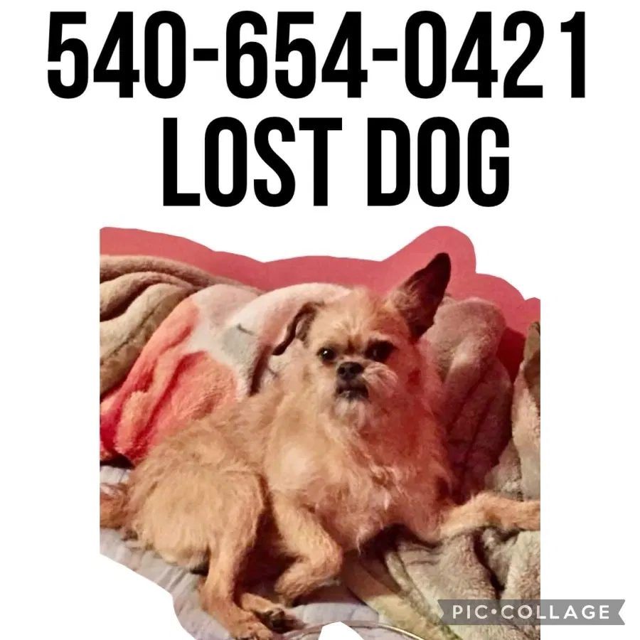 Lost dog in Stafford, VA, 22554