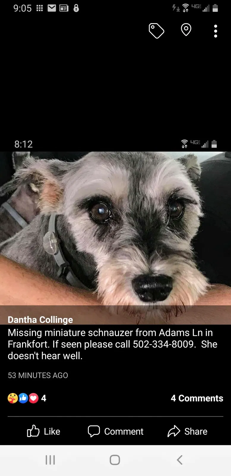 Lost dog in Frankfort, KY, 40601