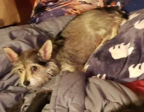 Lost dog in Gibsonville, NC, 27249