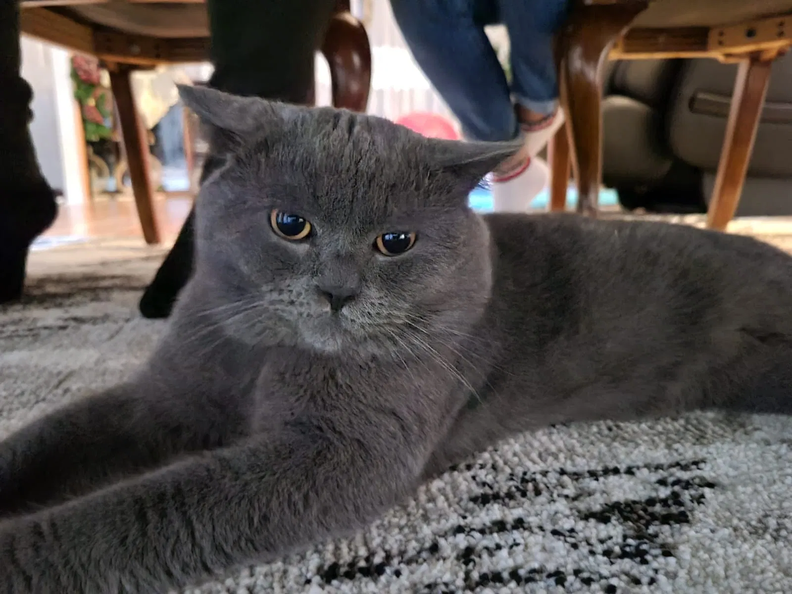 Lost cat in Warren, MI, 48092